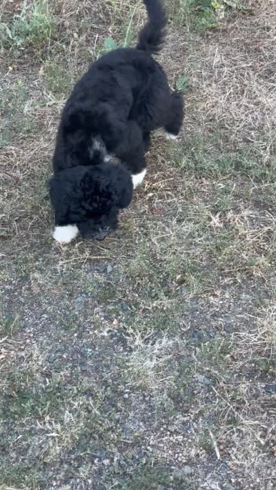 Brandon, a male Miniature Goldendoodle for sale in Cottonwood, CA – 5 of 6