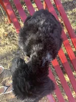 Brandon, a male Miniature Goldendoodle for sale in Cottonwood, CA – 3 of 6