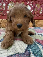 Cody, a male Miniature Goldendoodle for sale in Cottonwood, CA – 1 of 5