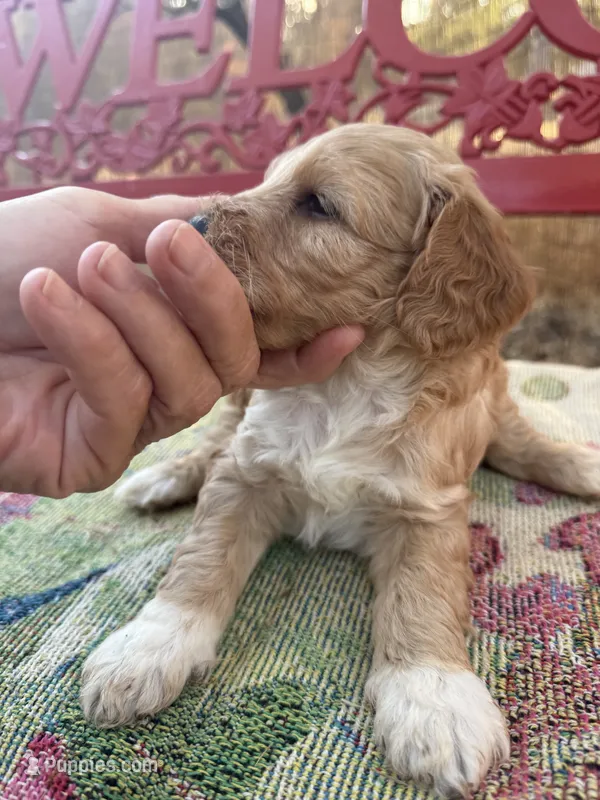 Sam – Miniature Goldendoodle puppy for sale in Cottonwood, CA