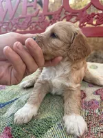 Sam, a male Miniature Goldendoodle for sale in Cottonwood, CA – 1 of 5