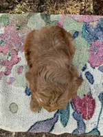 Cody, a male Miniature Goldendoodle for sale in Cottonwood, CA – 3 of 5