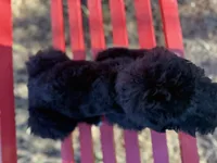 Sam, a male Miniature Goldendoodle for sale in Cottonwood, CA – 3 of 10