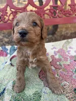 Lisa, a female Miniature Goldendoodle for sale in Cottonwood, CA – 2 of 4