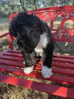 Brandon, a male Miniature Goldendoodle for sale in Cottonwood, CA – 2 of 6
