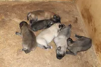 Latte, a female Norwegian Elkhound for sale in Kemp, TX – 2 of 5