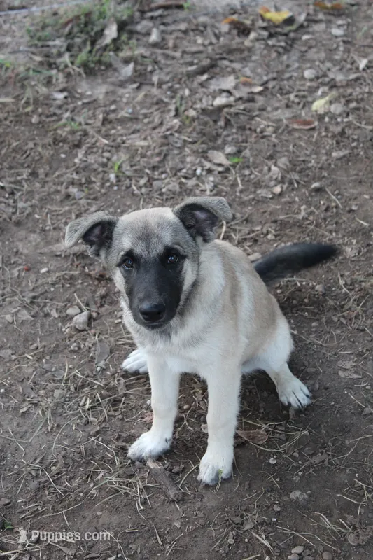 Latte – Norwegian Elkhound puppy for sale in Kemp, TX
