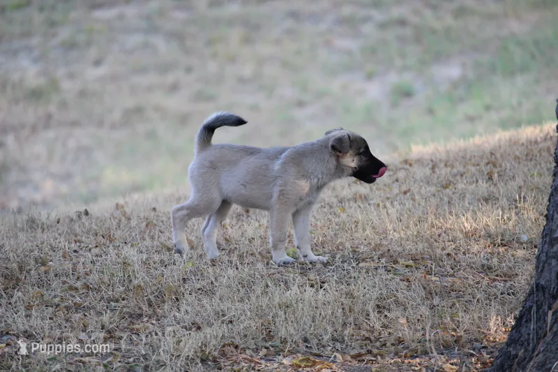 Latte – Norwegian Elkhound puppy for sale in Kemp, TX