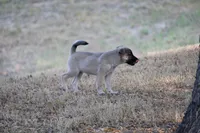 Latte, a female Norwegian Elkhound for sale in Kemp, TX – 1 of 8