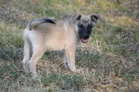 Latte, a female Norwegian Elkhound for sale in Kemp, TX – 2 of 8