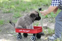 Star, a male Norwegian Elkhound for sale in Kemp, TX – 4 of 8