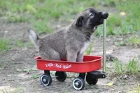Star, a male Norwegian Elkhound for sale in Kemp, TX – 3 of 8