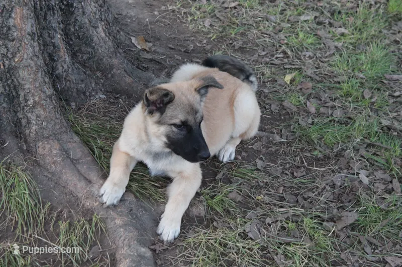 Star – Norwegian Elkhound puppy for sale in Kemp, TX