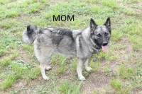 Latte, a female Norwegian Elkhound for sale in Kemp, TX – 3 of 5