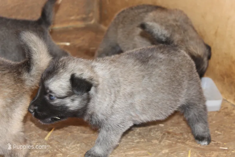 Latte – Norwegian Elkhound puppy for sale in Kemp, TX