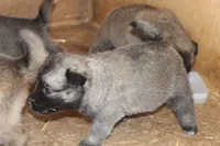 Latte, a female Norwegian Elkhound for sale in Kemp, TX – 1 of 5