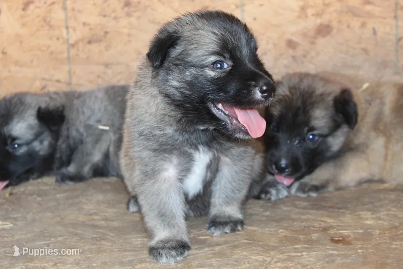 Star – Norwegian Elkhound puppy for sale in Kemp, TX