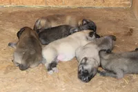 Latte, a female Norwegian Elkhound for sale in Kemp, TX – 1 of 5