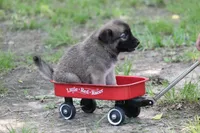 Star, a male Norwegian Elkhound for sale in Kemp, TX – 5 of 8