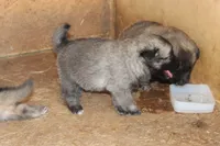 Latte, a female Norwegian Elkhound for sale in Kemp, TX – 2 of 5