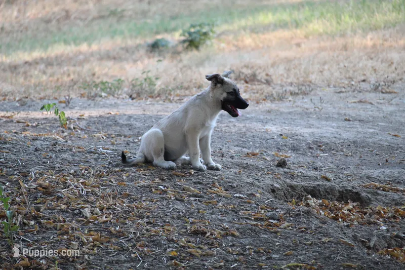 Frazer – Norwegian Elkhound puppy for sale in Kemp, TX