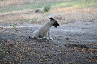 Frazer, a female Norwegian Elkhound for sale in Kemp, TX – 1 of 9