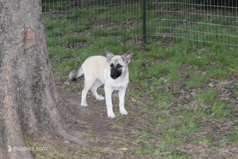 Frazer – Norwegian Elkhound puppy for sale in Kemp, TX