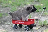 Star, a male Norwegian Elkhound for sale in Kemp, TX – 2 of 8