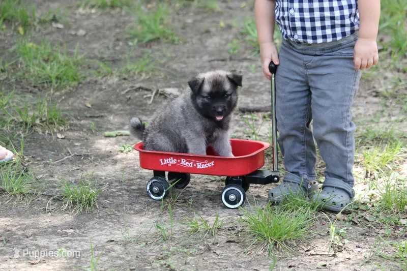 Koda – Norwegian Elkhound puppy for sale in Kemp, TX