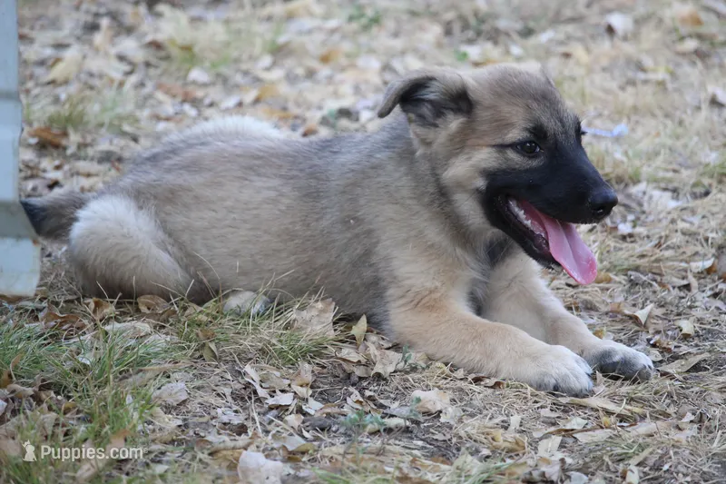 Star – Norwegian Elkhound puppy for sale in Kemp, TX