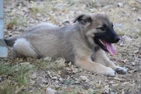 Star, a male Norwegian Elkhound for sale in Kemp, TX – 1 of 10