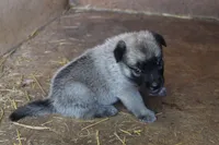 Frazer, a female Norwegian Elkhound for sale in Kemp, TX – 2 of 5