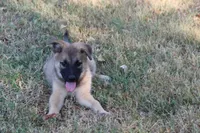 Star, a male Norwegian Elkhound for sale in Kemp, TX – 3 of 10