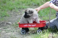 Frazer, a female Norwegian Elkhound for sale in Kemp, TX – 5 of 8