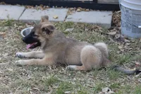 Star, a male Norwegian Elkhound for sale in Kemp, TX – 2 of 10
