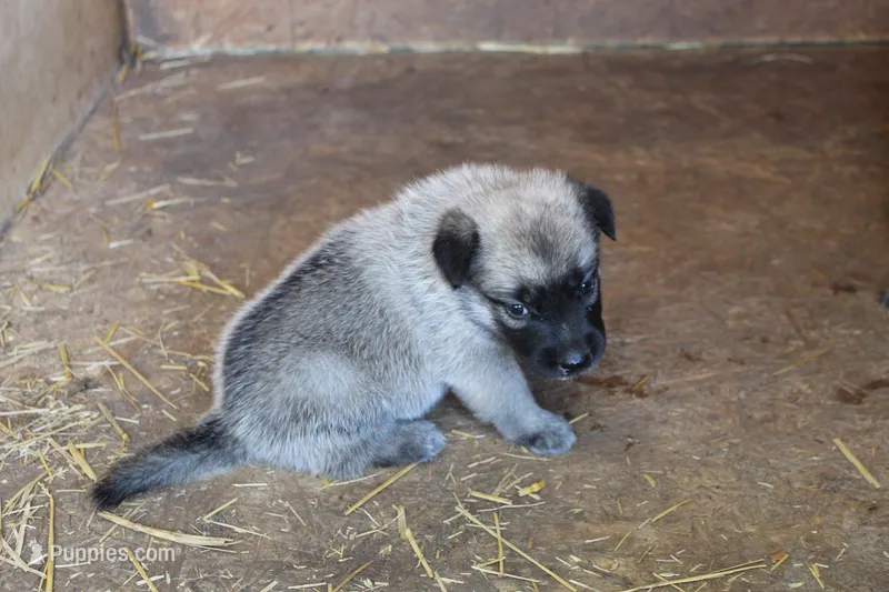 Frazer – Norwegian Elkhound puppy for sale in Kemp, TX