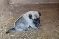Frazer, a female Norwegian Elkhound for sale in Kemp, TX – 1 of 5