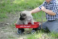 Frazer, a female Norwegian Elkhound for sale in Kemp, TX – 3 of 8