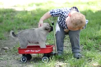 Frazer, a female Norwegian Elkhound for sale in Kemp, TX – 1 of 8