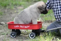 Frazer, a female Norwegian Elkhound for sale in Kemp, TX – 2 of 8
