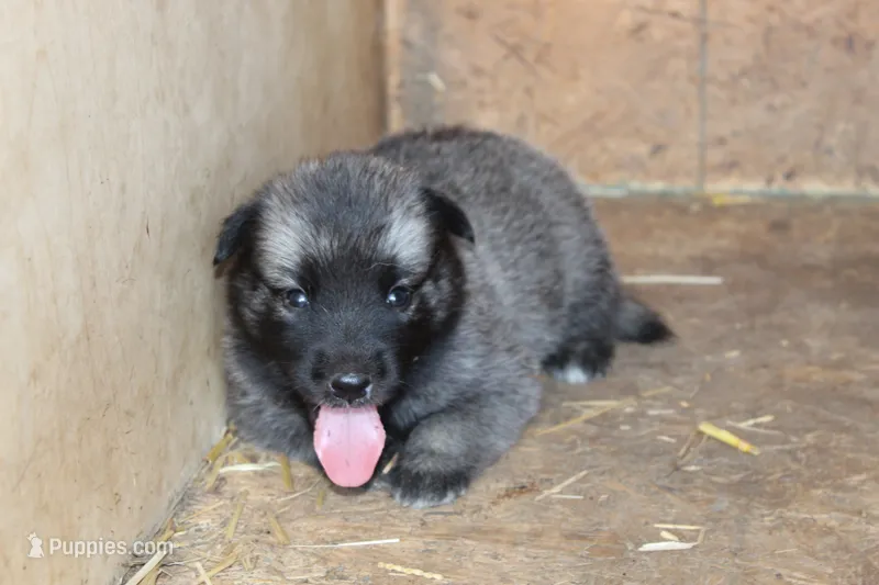 Koda – Norwegian Elkhound puppy for sale in Kemp, TX