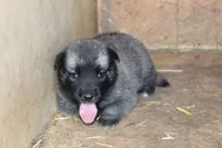 Koda, a female Norwegian Elkhound for sale in Kemp, TX – 1 of 4