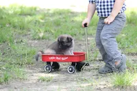 Latte, a female Norwegian Elkhound for sale in Kemp, TX – 2 of 6