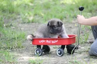 Latte, a female Norwegian Elkhound for sale in Kemp, TX – 1 of 6