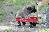 Star, a male Norwegian Elkhound for sale in Kemp, TX – 1 of 8