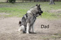 Latte, a female Norwegian Elkhound for sale in Kemp, TX – 5 of 5