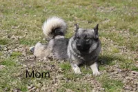 Latte, a female Norwegian Elkhound for sale in Kemp, TX – 4 of 5