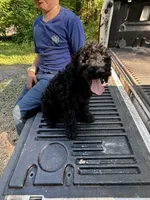 Royce – AKC Solid Black Male Standard Poodle, a male Poodle - Standard  for sale in Calhoun, GA – Photo 2 of 7