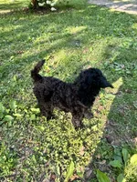 Royce – AKC Solid Black Male Standard Poodle, a male Poodle - Standard  for sale in Calhoun, GA – Photo 4 of 7