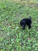 Royce – AKC Solid Black Male Standard Poodle, a male Poodle - Standard  for sale in Calhoun, GA – Photo 6 of 7